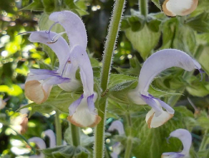 Salvia Aromatica