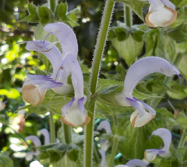 Salvia Aromatica