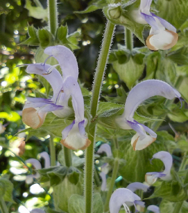 Salvia Aromatica