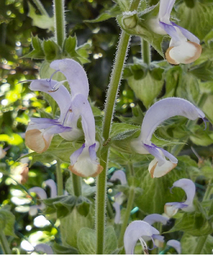 Salvia Aromatica