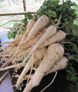 Pastinaca